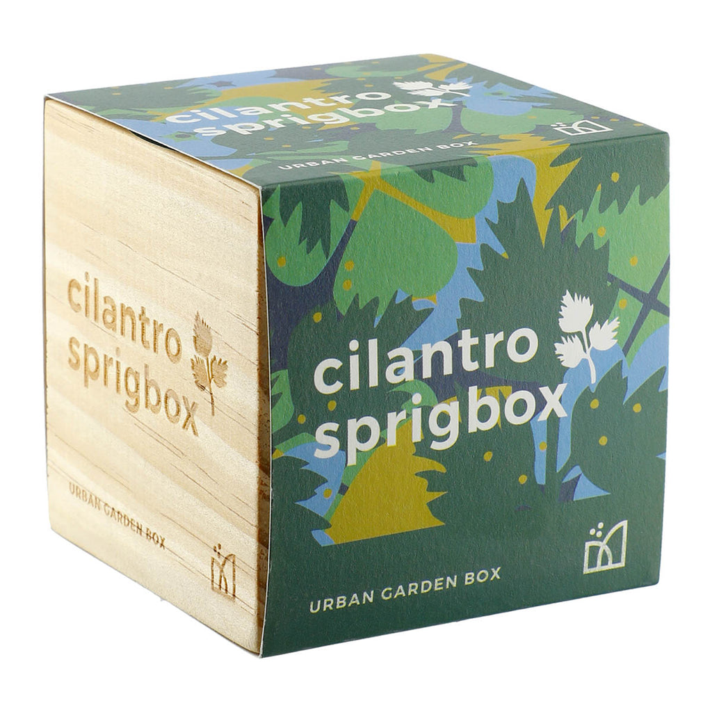 Sprigbox Wood Cilantro Grow Kit