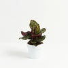 Lively Root Small Peacock Plant